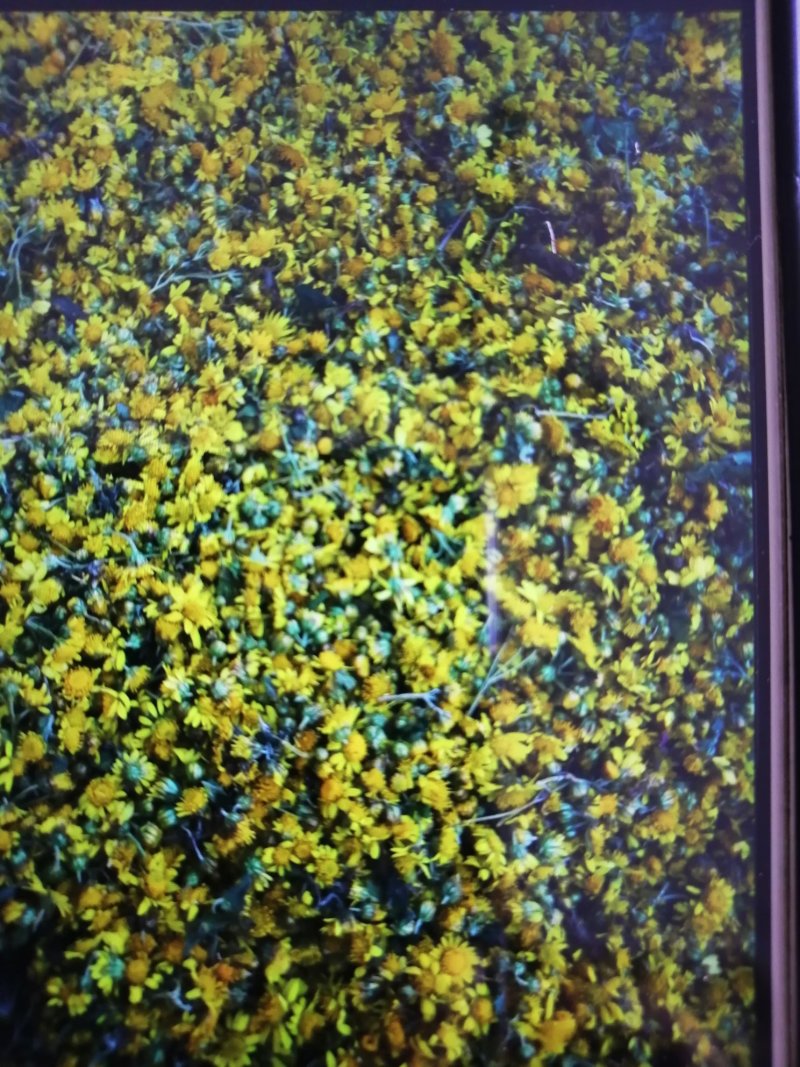 :野菊花茶