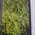 :野菊花茶