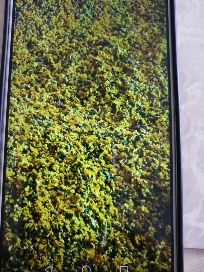 :野菊花茶