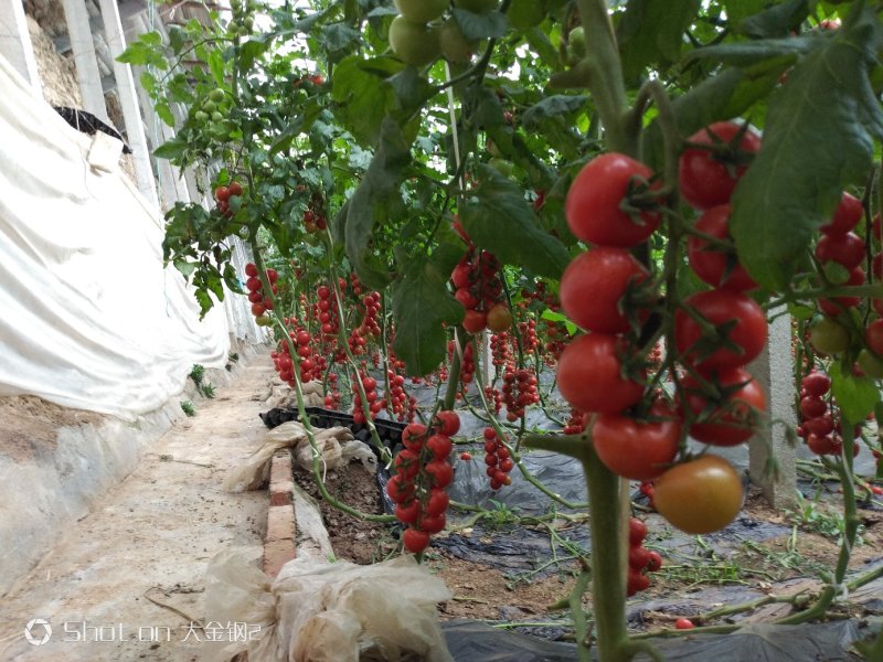 串红番茄串红圣女果串黄圣女果种植产地量大口感好中大个头