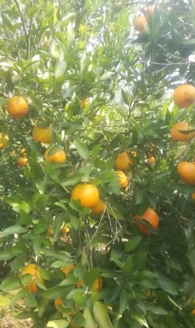 碰柑碰柑现以大量上市中表面漂亮欢迎各位老板前来看货