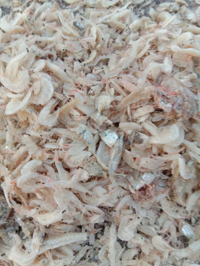 渤海湾虾皮