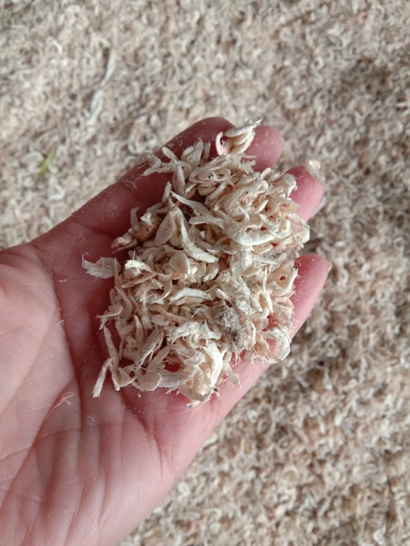 渤海湾虾皮