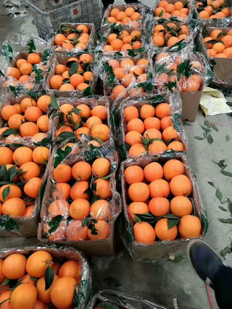 早熟脐橙，自家果园，品种齐全。质优价实，欢迎采购