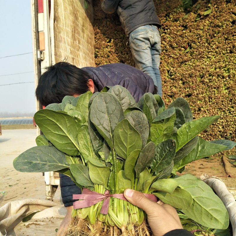 菠菜，越冬…………………………