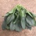 菠菜，越冬…………………………