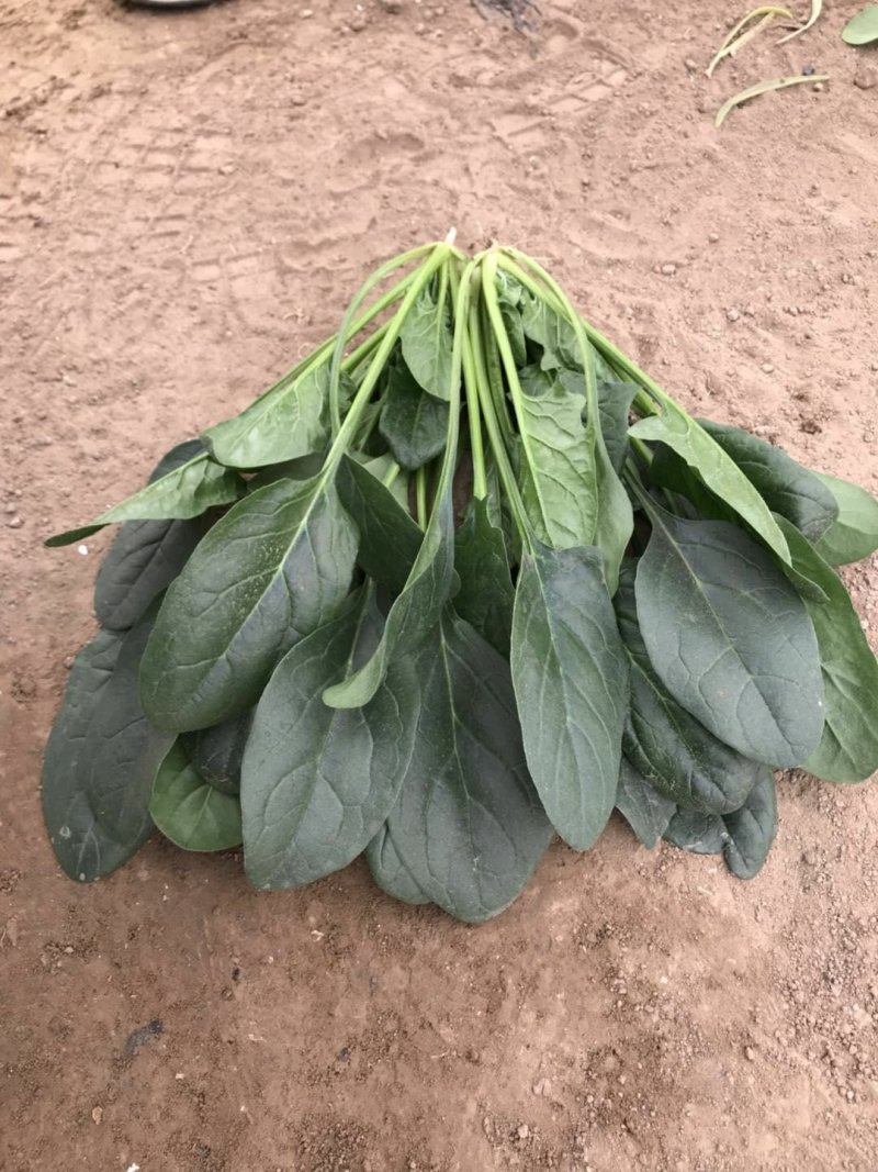 菠菜，越冬…………………………