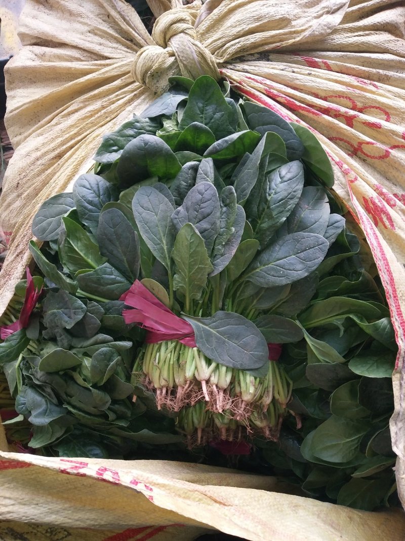 菠菜，越冬…………………………