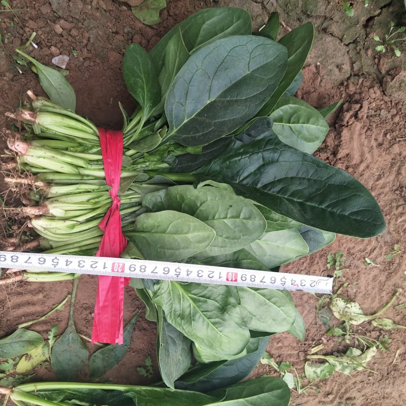 菠菜，越冬…………………………