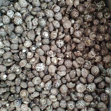2-3厘米茶花菇厚香菇