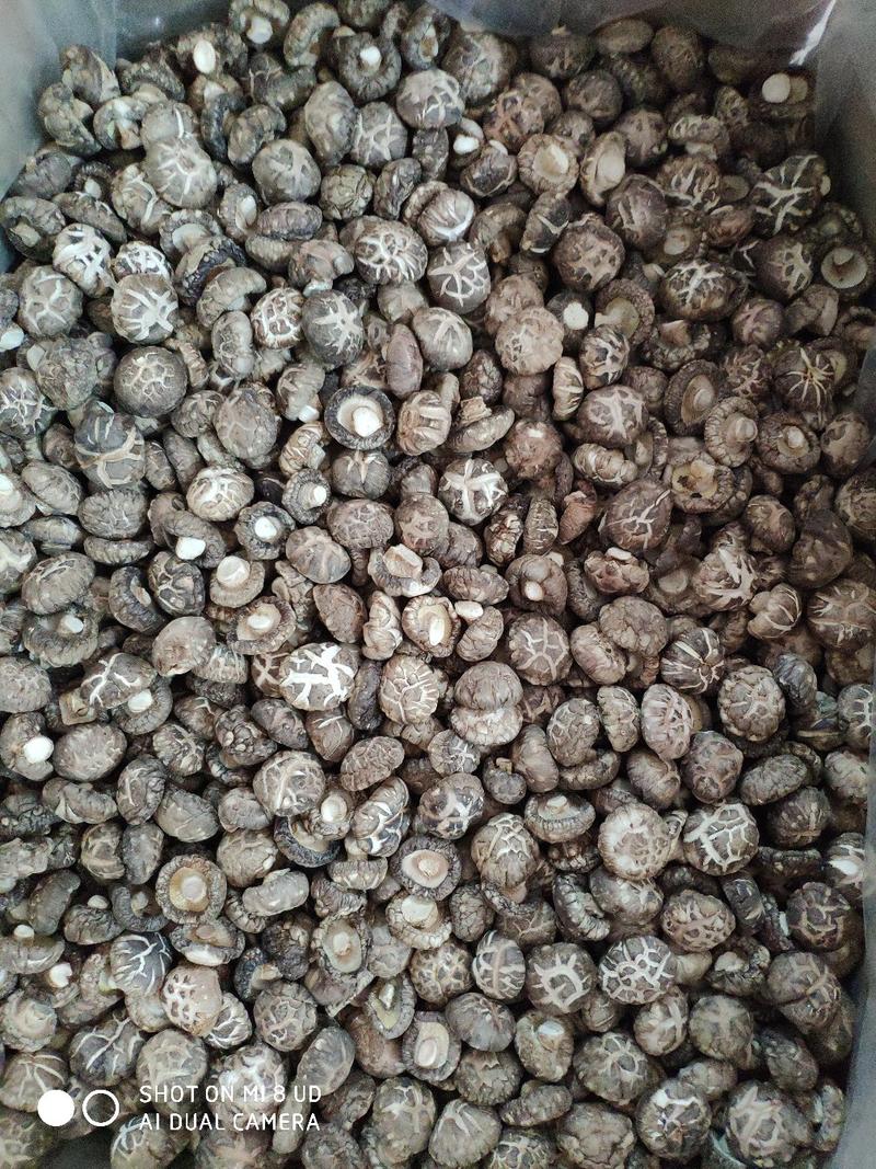 2-3厘米茶花菇厚香菇