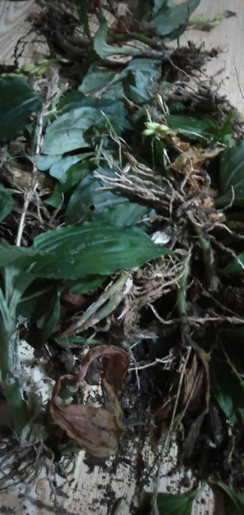 见血清，勾藤，木瓜