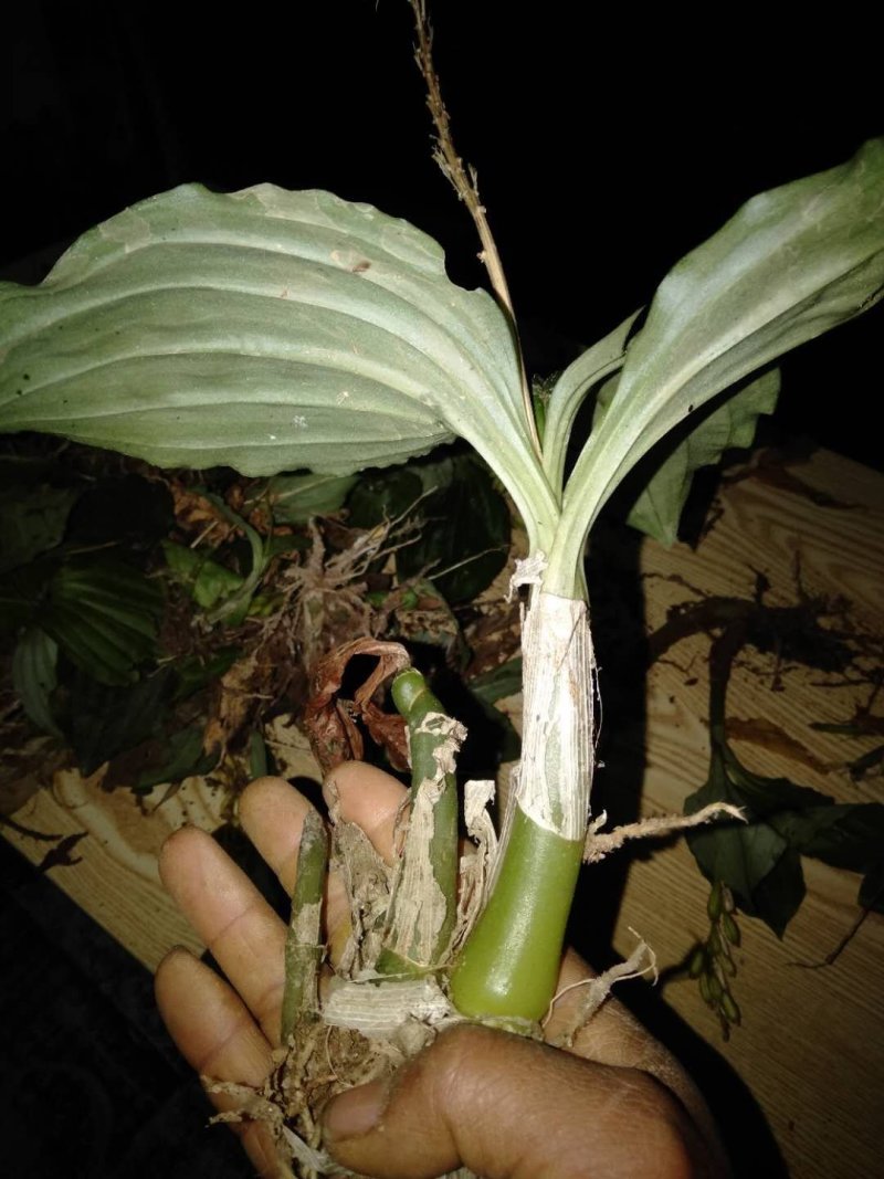 见血清，勾藤，木瓜