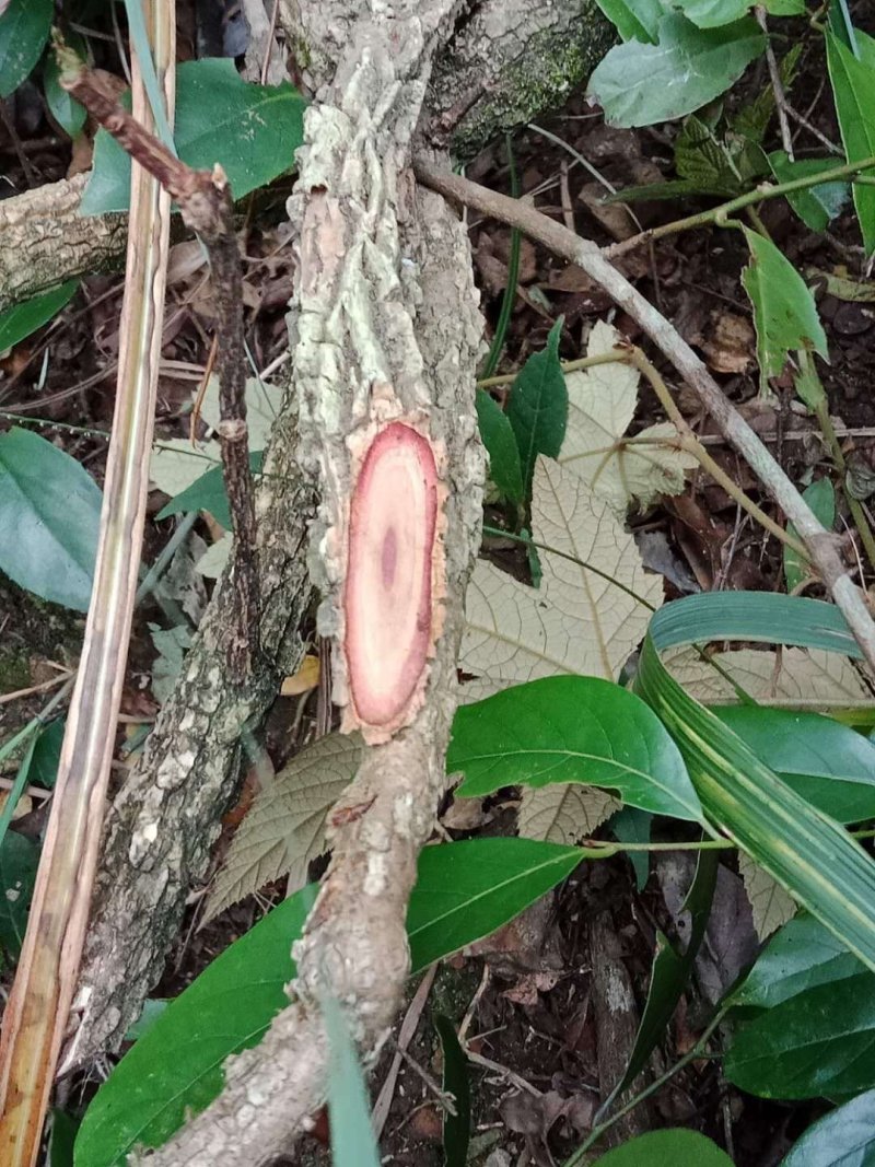 见血清，勾藤，木瓜