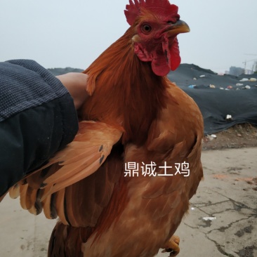 漂亮土公鸡苗出壳苗35~45克全公苗雄