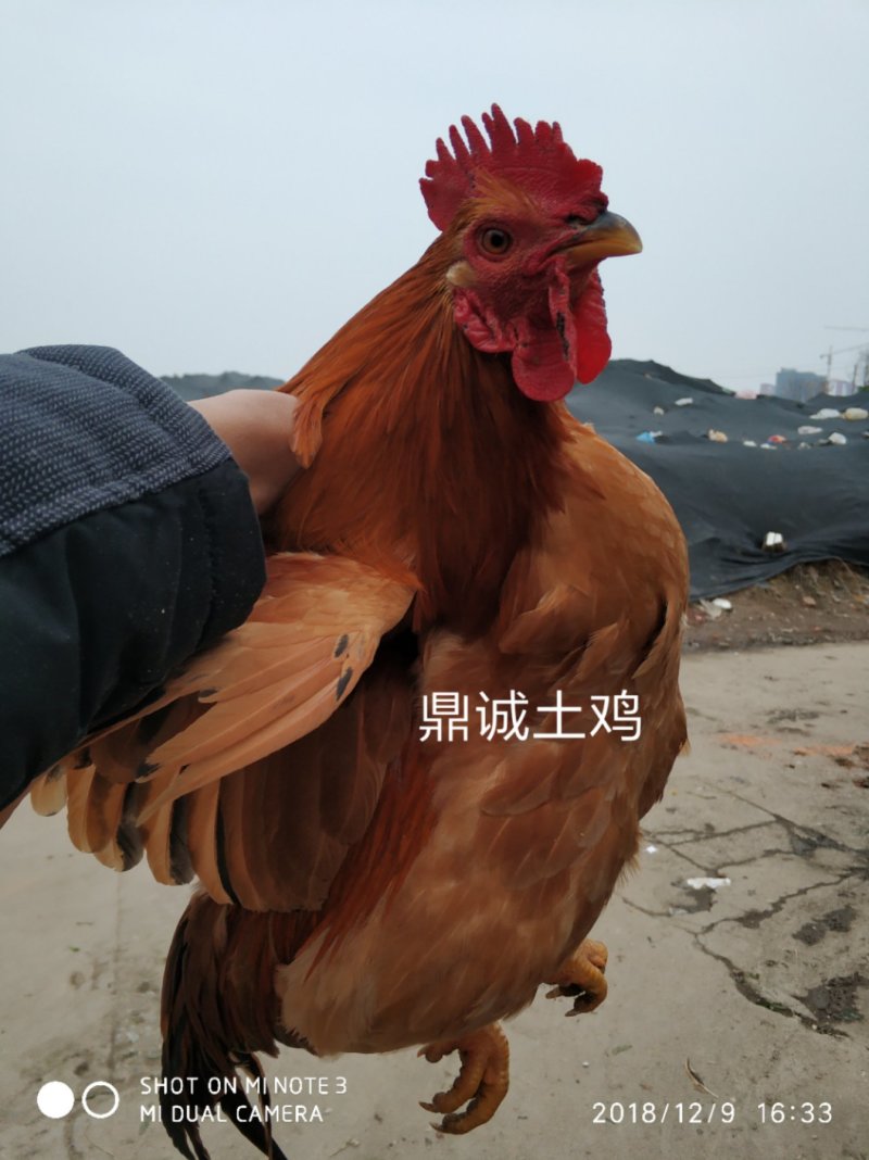 漂亮土公鸡苗出壳苗35~45克全公苗雄
