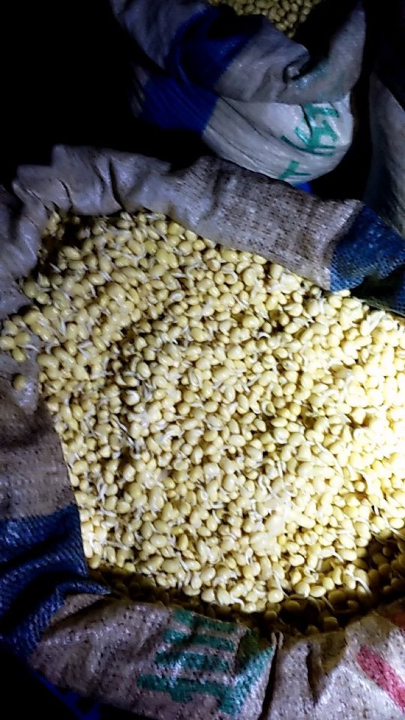 黄豆芽，绿豆芽，豆瓣，全部手工生产，无任何添加剂，