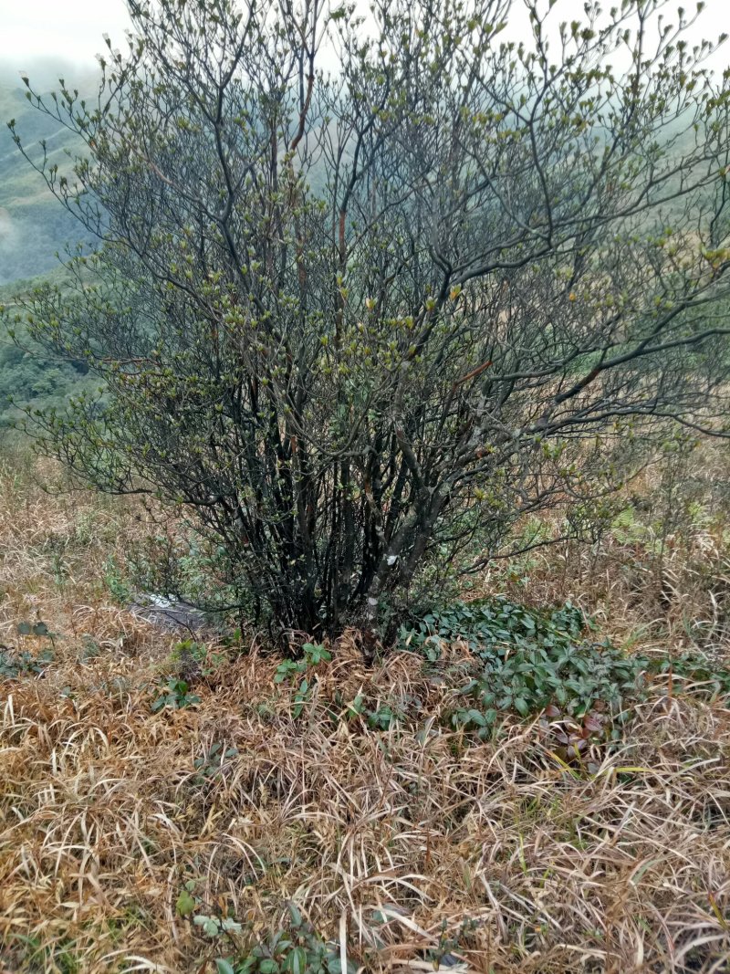 草山映山红