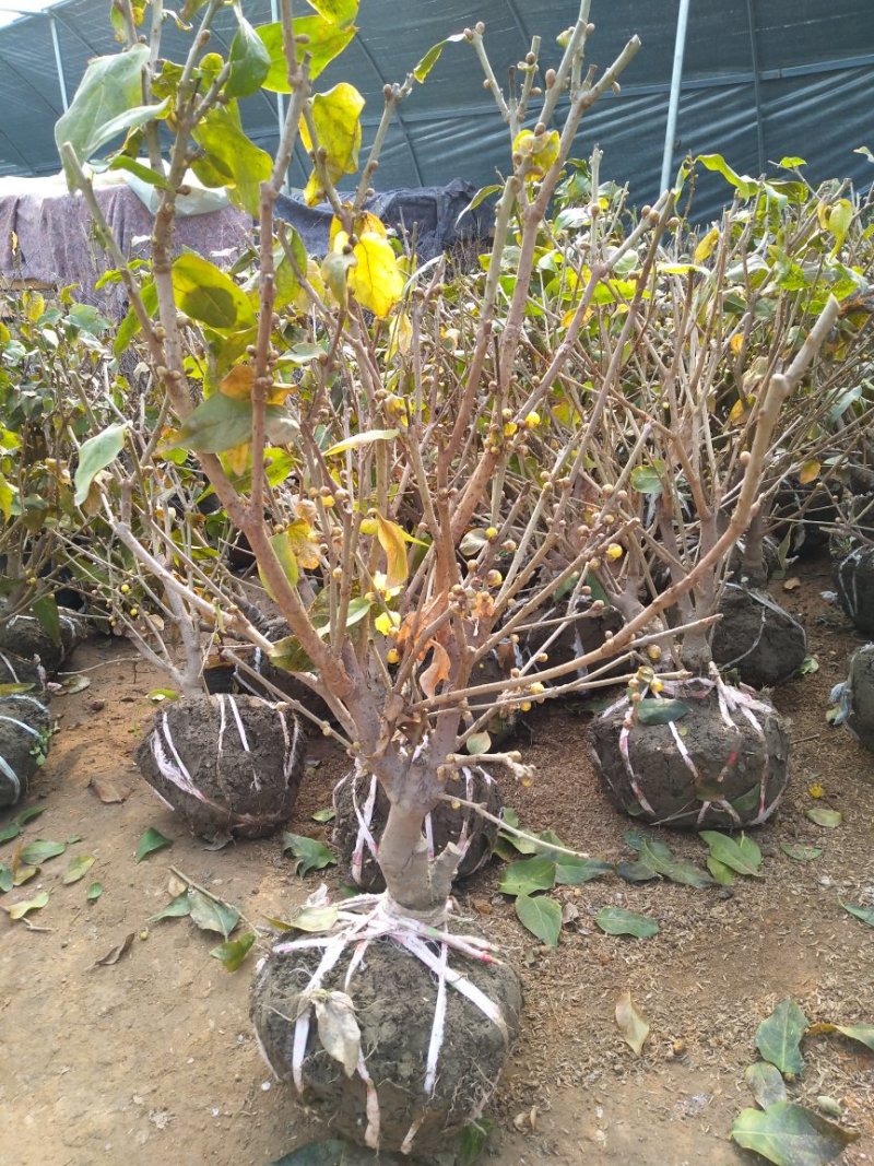 腊梅花