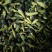 2024年新货上市金花葵花蕾茶，精品金花葵，金花葵花蕾