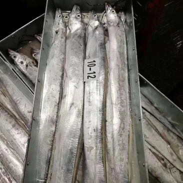 10一12带鱼