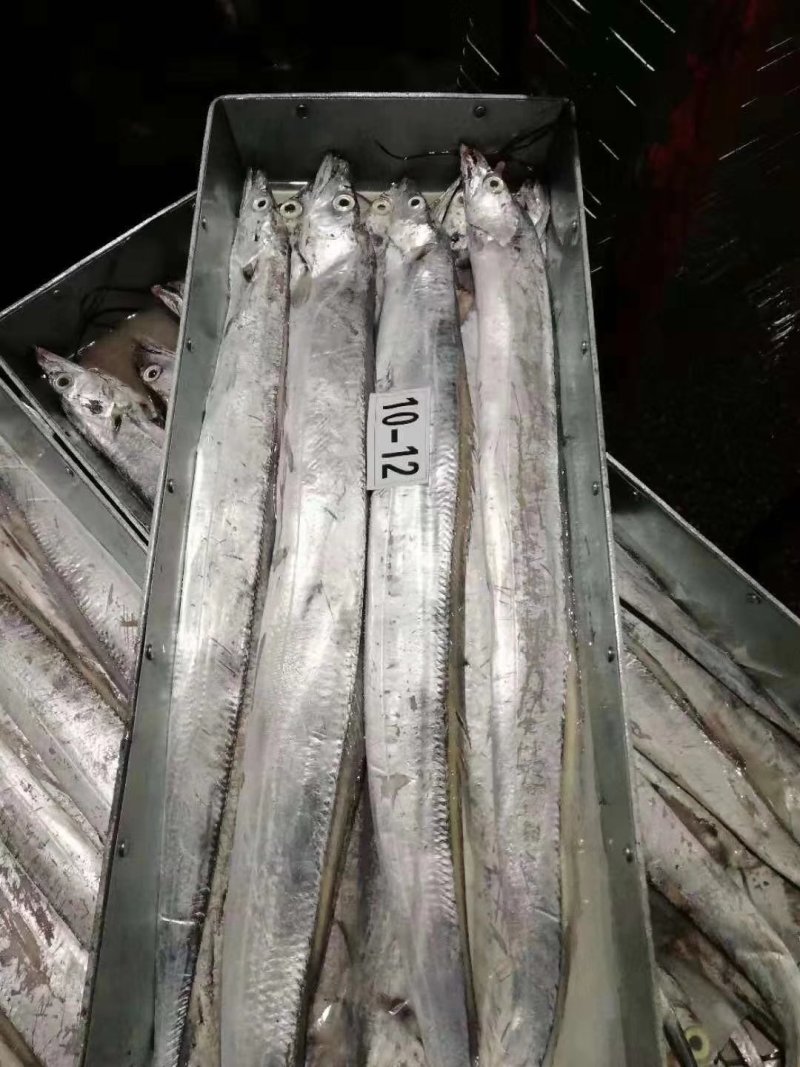 10一12带鱼
