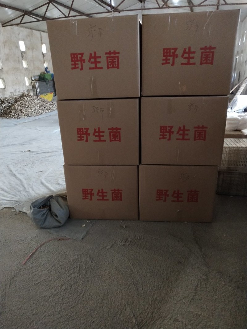 各种规格盐水平菇，干平菇