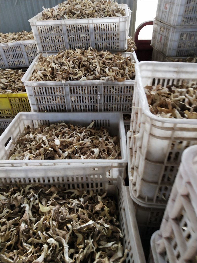 各种规格盐水平菇，干平菇