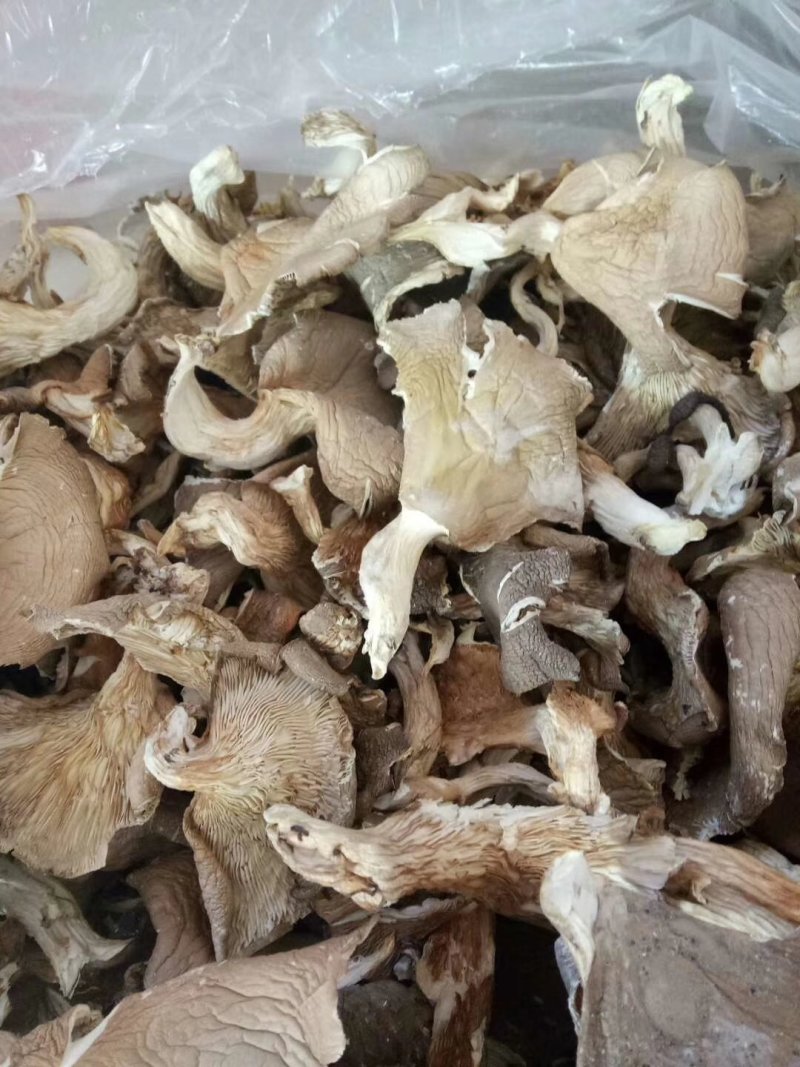 各种规格盐水平菇，干平菇