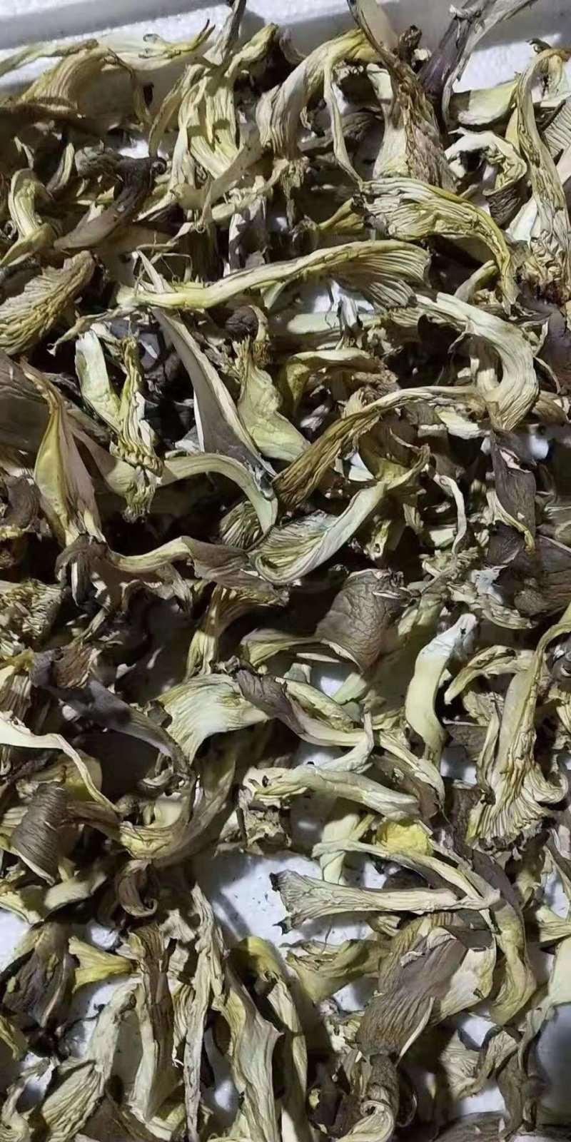各种规格盐水平菇，干平菇