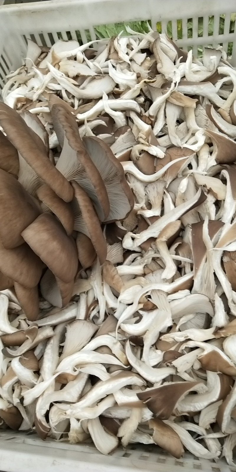 各种规格盐水平菇，干平菇