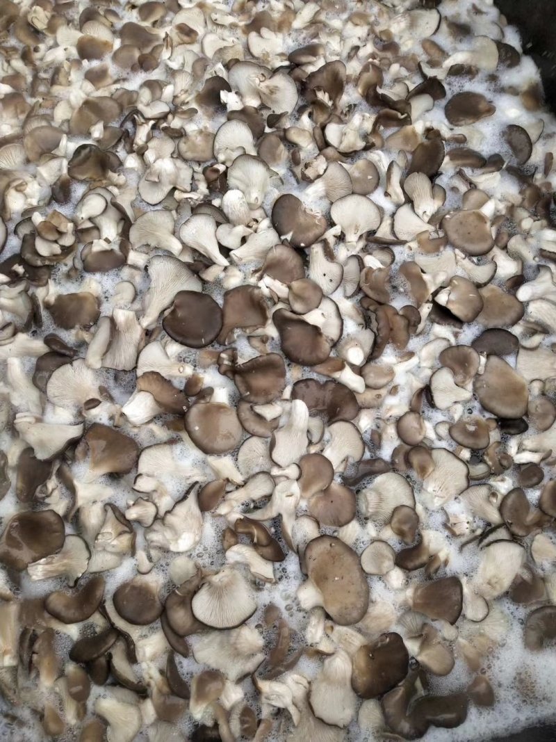 各种规格盐水平菇，干平菇