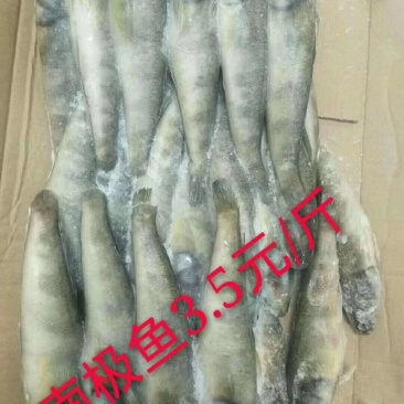 南极冰鱼