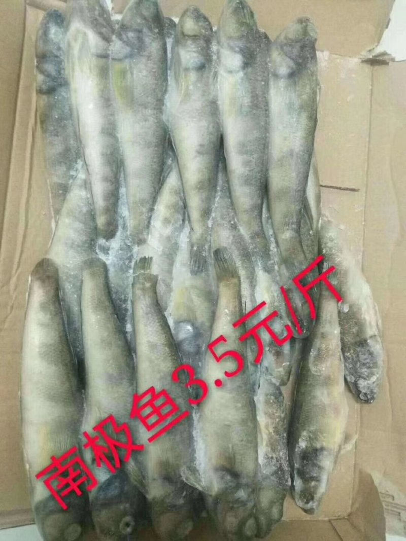 南极冰鱼
