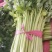 河北精品芹菜细棵无空心价格优质量好产地直发