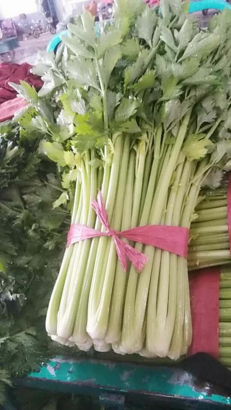 河北精品芹菜细棵无空心价格优质量好产地直发