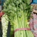 河北精品芹菜细棵无空心价格优质量好产地直发