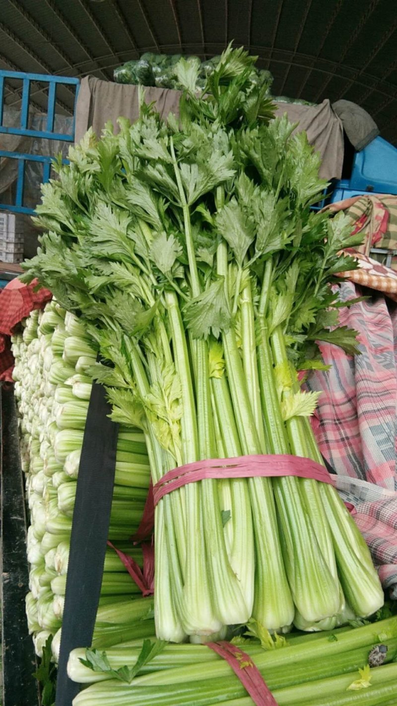河北精品芹菜细棵无空心价格优质量好产地直发