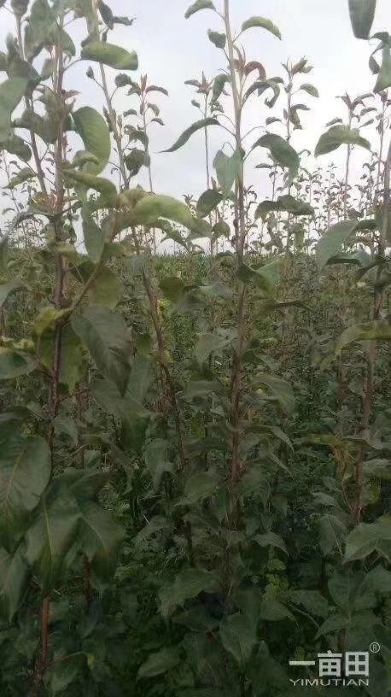 黄金梨苗现挖现卖包成活2苗嫁接苗直