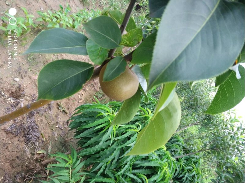 黄金梨苗现挖现卖包成活2苗嫁接苗直