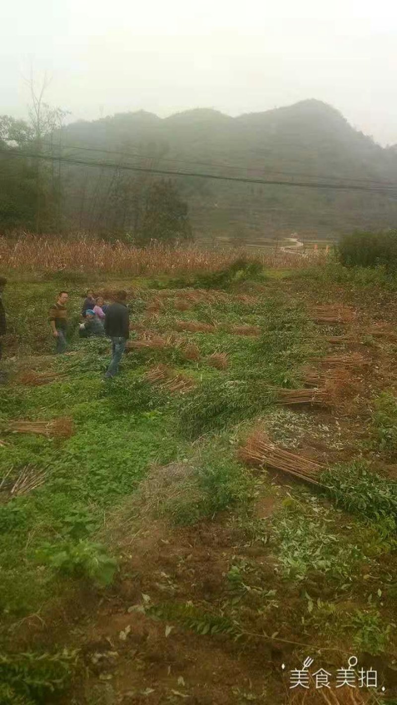 蜂糖李苗