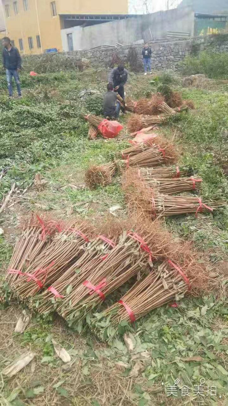 蜂糖李苗