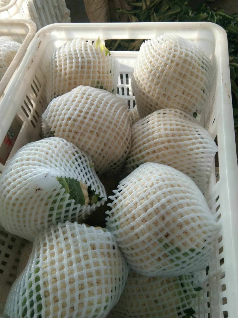 【菜花】河北花菜个头均匀花白产地直销供应全国