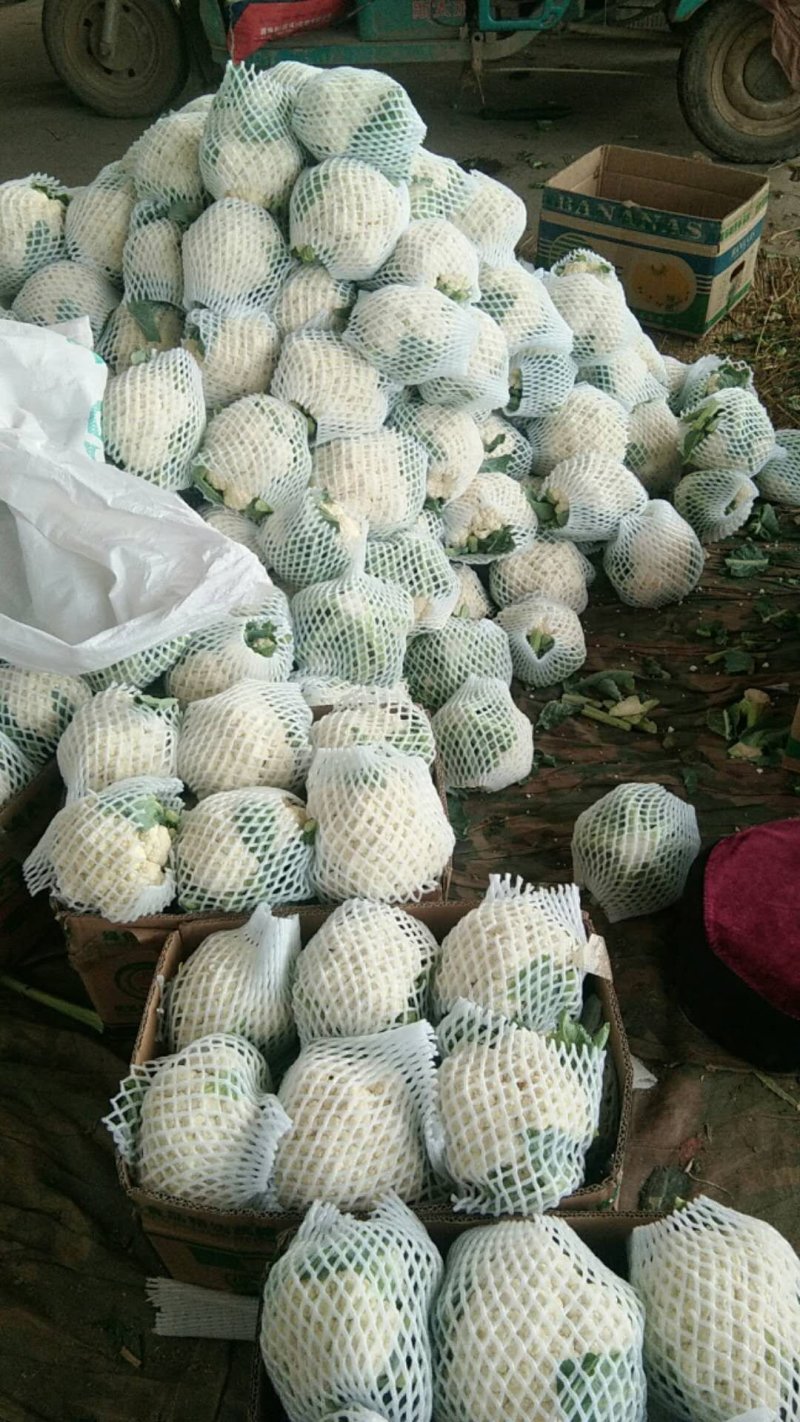 【菜花】河北花菜个头均匀花白产地直销供应全国