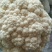 【菜花】河北花菜个头均匀花白产地直销供应全国
