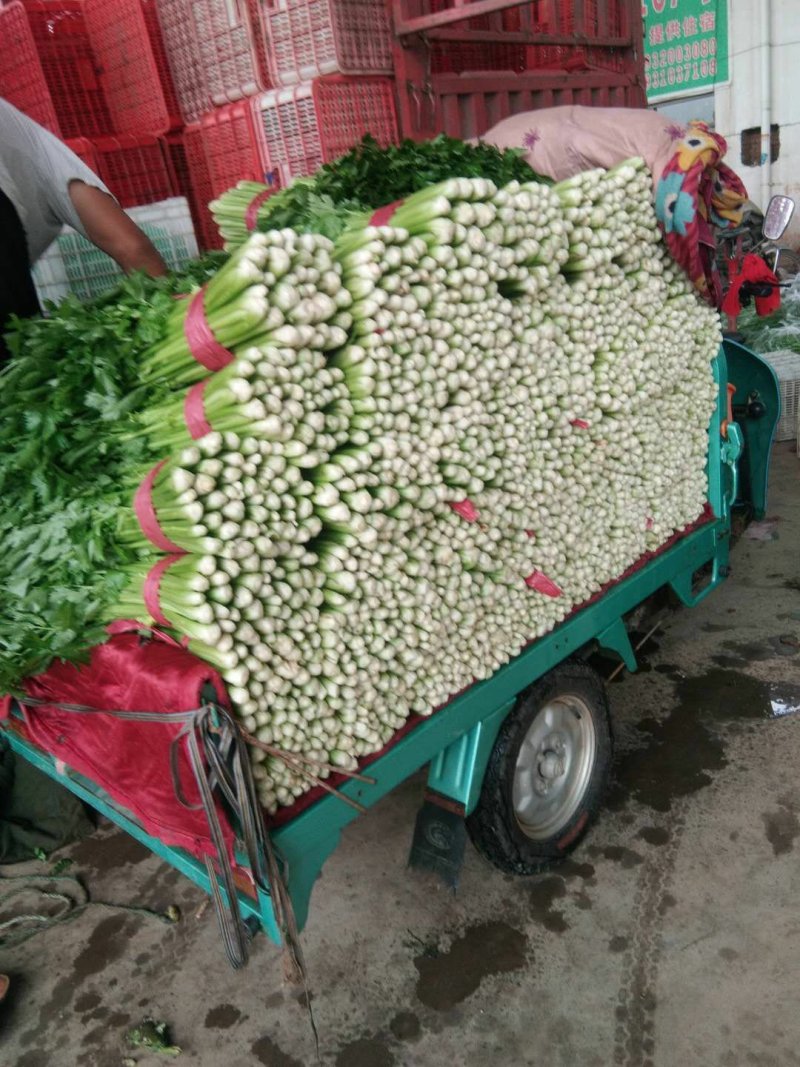 河北精品芹菜细棵无空心价格优质量好产地直发