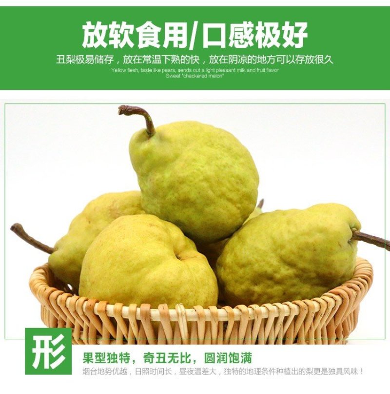 梨树苗丑梨苗。现挖现卖包成活2苗嫁接苗直销价