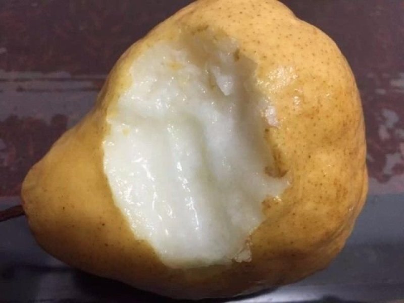 梨树苗丑梨苗。现挖现卖包成活2苗嫁接苗直销价