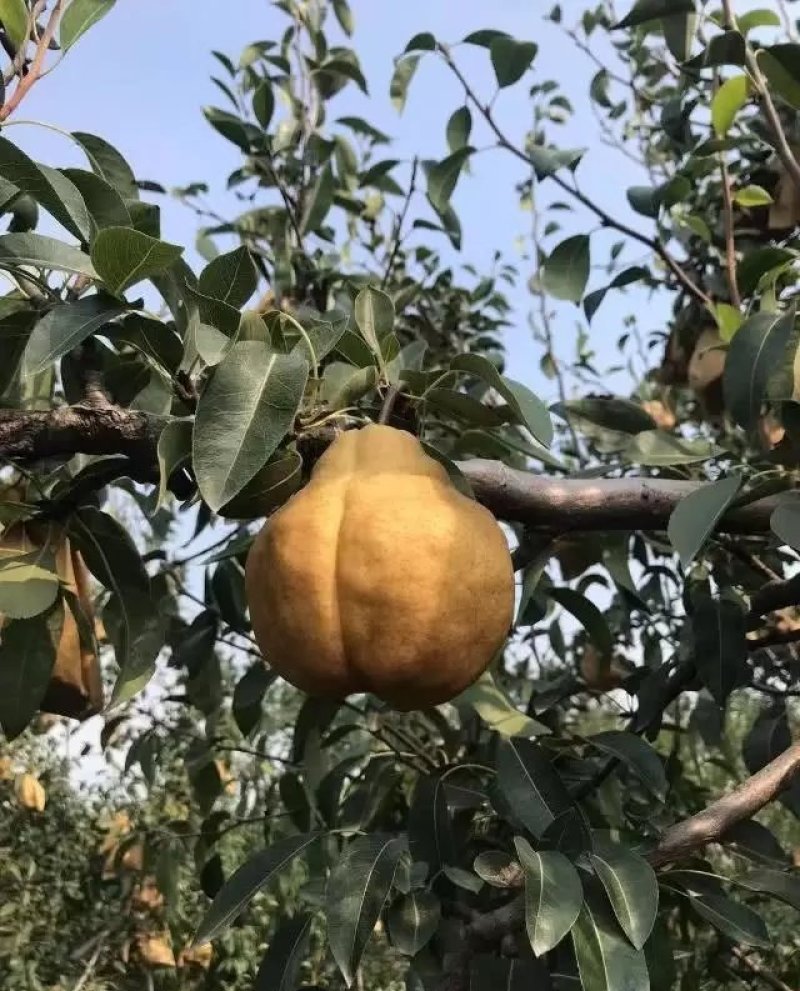 梨树苗丑梨苗。现挖现卖包成活2苗嫁接苗直销价