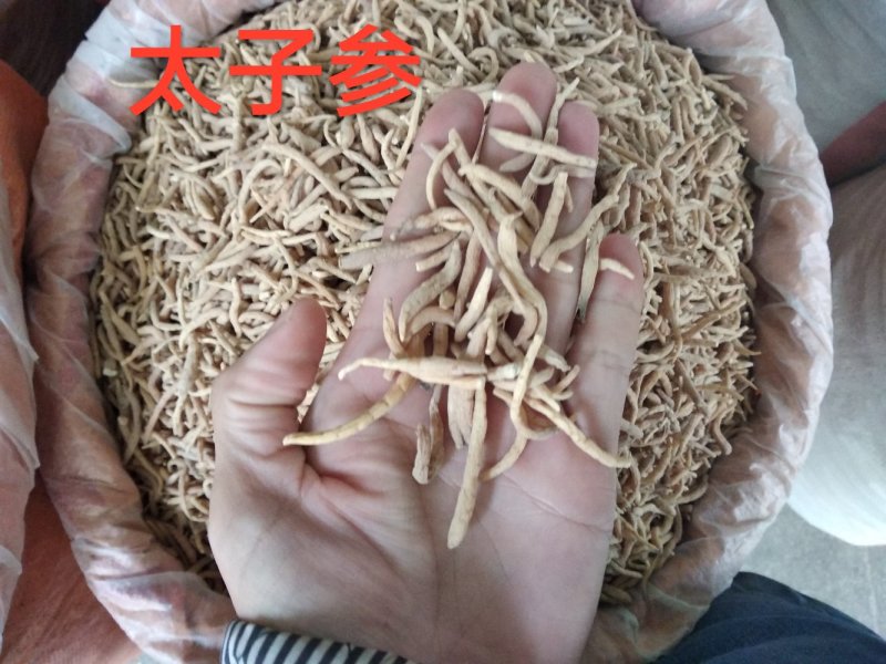 太子参大条选货各种规格无硫精品去尾太子参